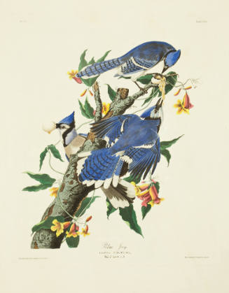 Blue Jay