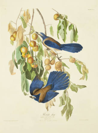 Florida Jay