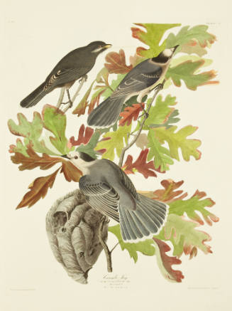 Canada Jay
