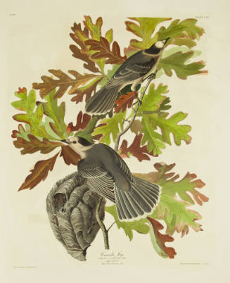 Canada Jay