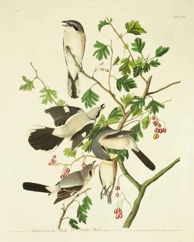 Great Cinereous Shrike or Butcher Bird