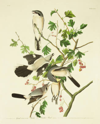 Great Cinereous Shrike or Butcher Bird