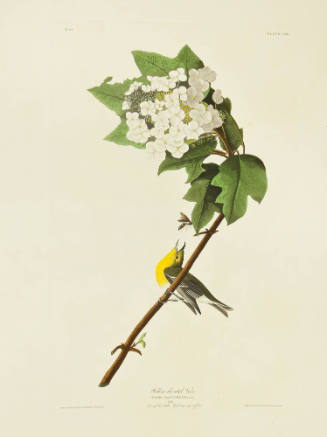 Yellow-throated Vireo