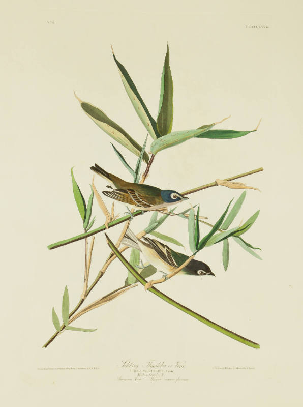 Solitary Flycatcher or Vireo