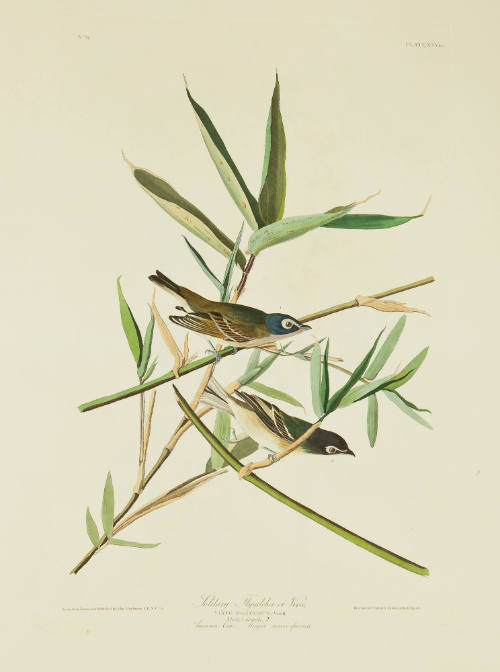 Solitary Flycatcher or Vireo