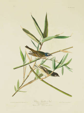 Solitary Flycatcher or Vireo