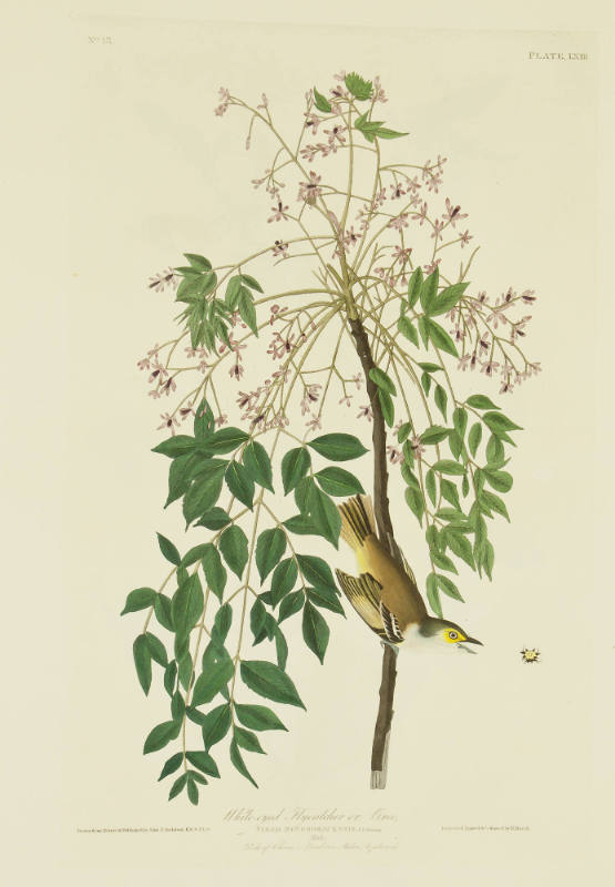 White-eyed Flycatcher or Vireo