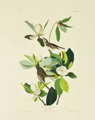 Warbling Flycatcher