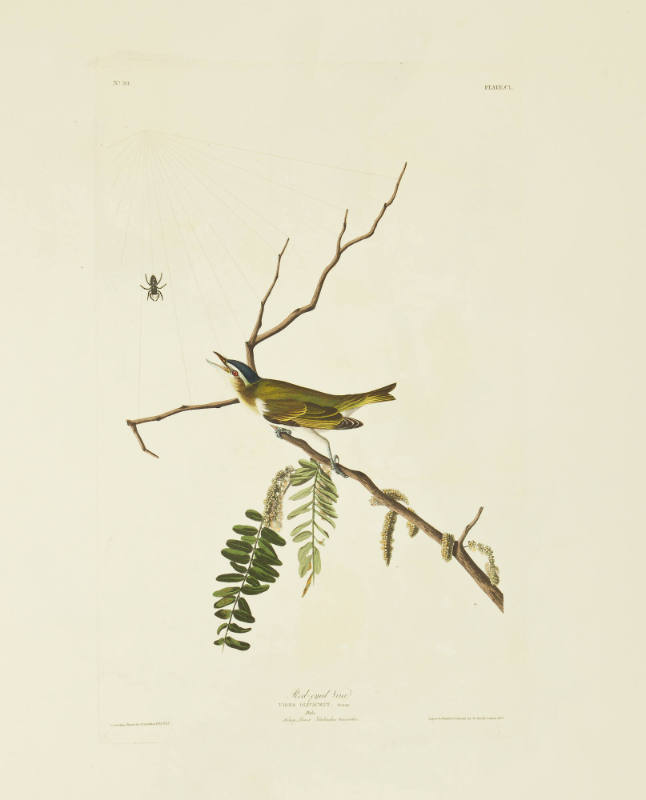 Red-eyed Vireo