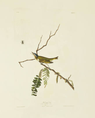 Red-eyed Vireo