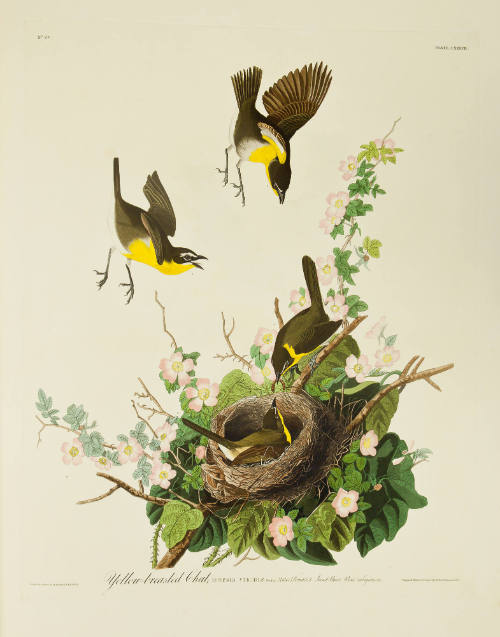 Yellow-breasted Chat