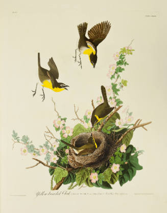 Yellow-breasted Chat