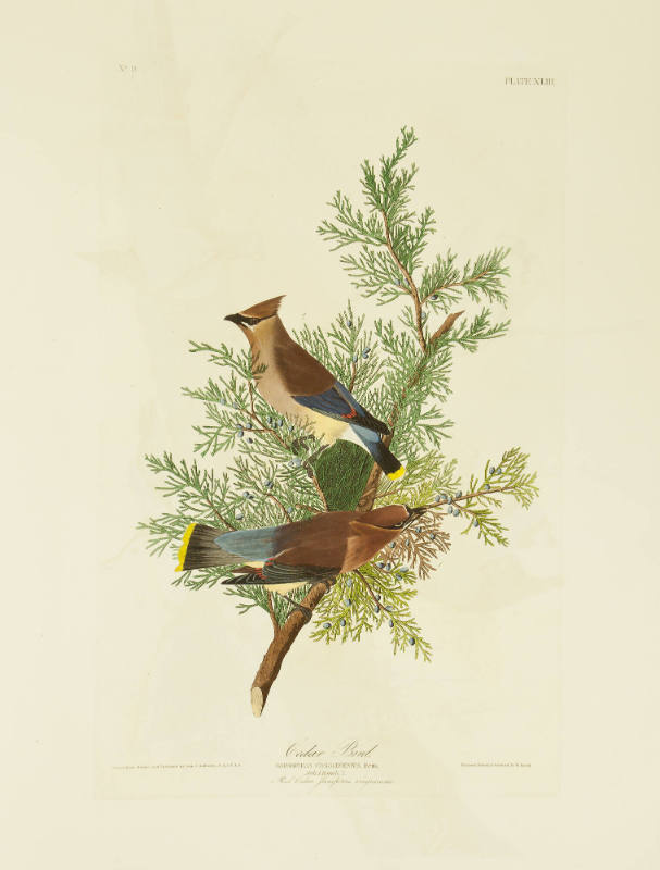 Cedar Bird