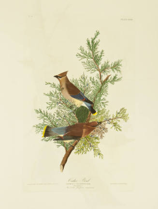 Cedar Bird