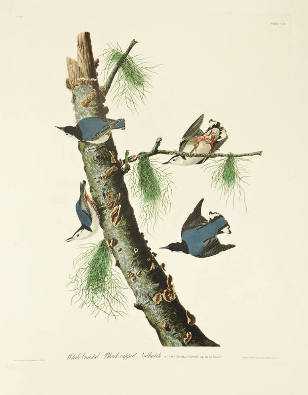 White-breasted Black-capped Nuthatch