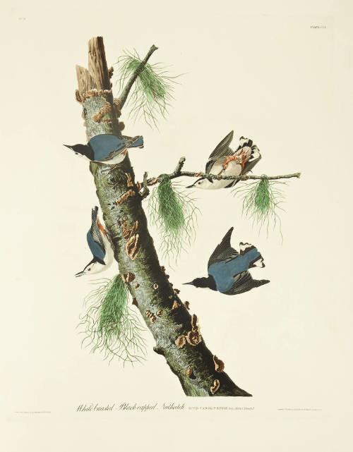 White-breasted Black-capped Nuthatch