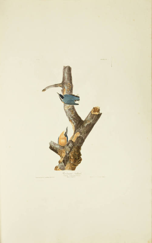 Red-breasted Nuthatch