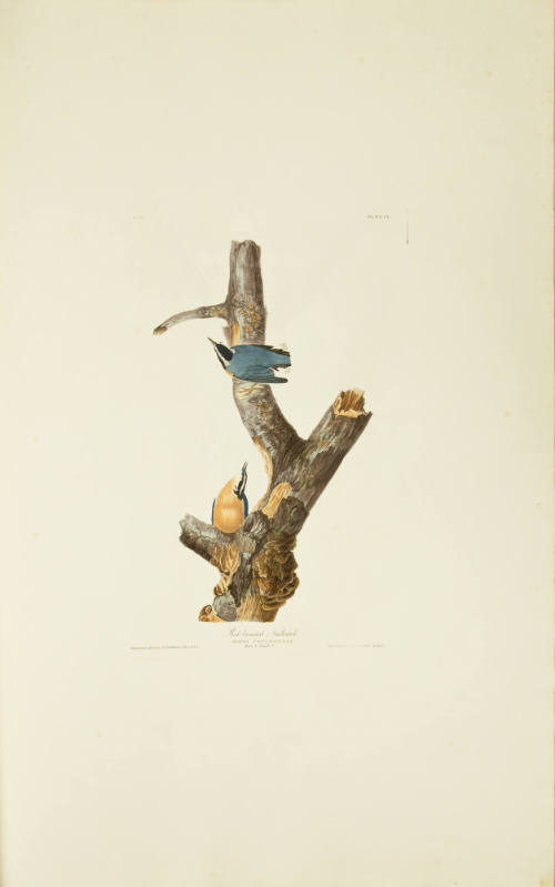 Red-breasted Nuthatch