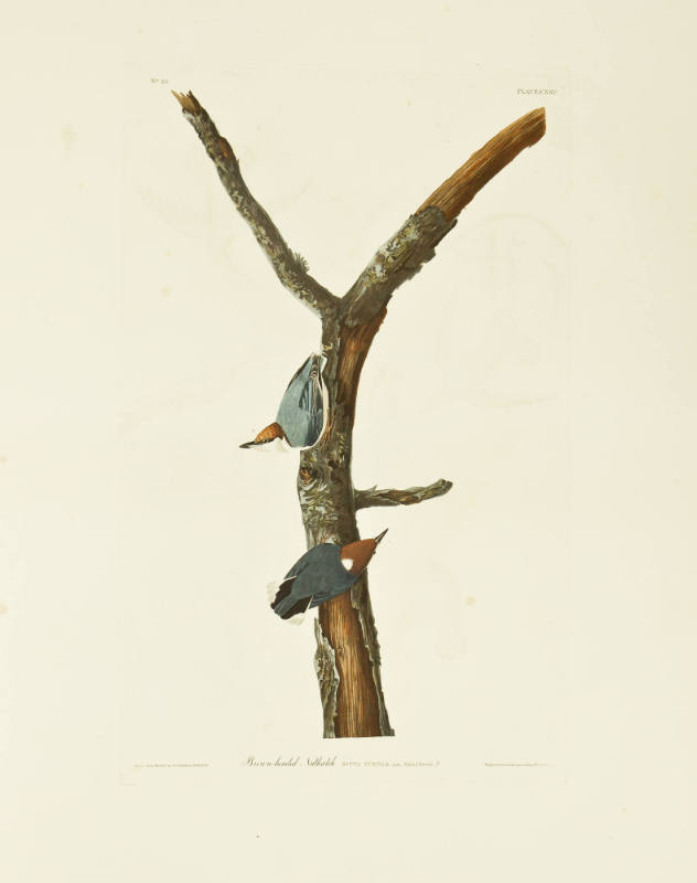 Brown-headed Nuthatch
