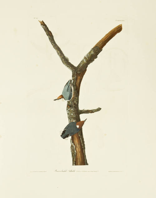 Brown-headed Nuthatch