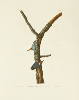 Brown-headed Nuthatch