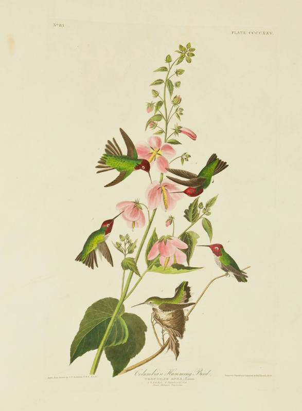 Columbian Humming Bird