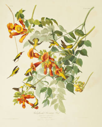 Ruby-throated Humming Bird