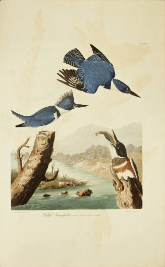 Belted Kingfisher