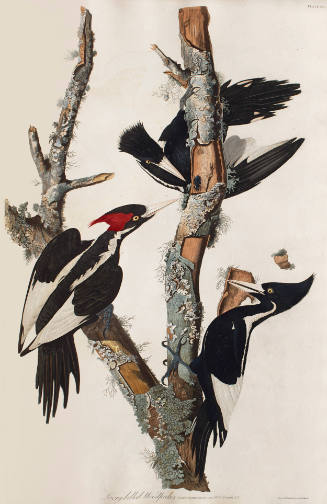 Ivory-billed Woodpecker