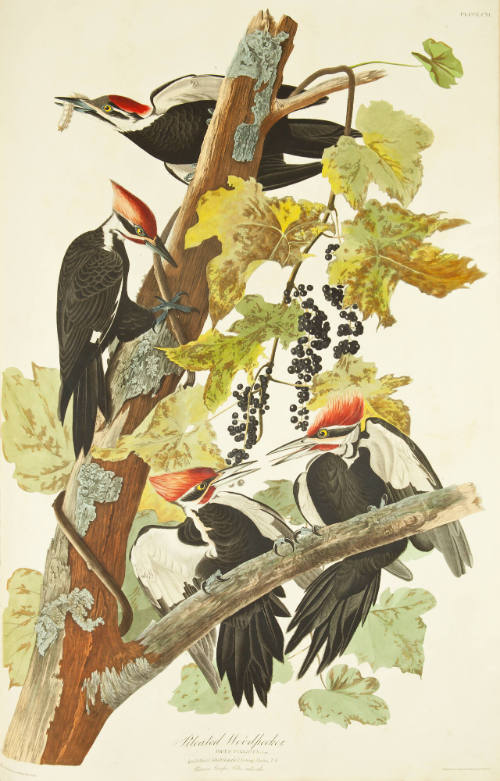Pileated Woodpecker