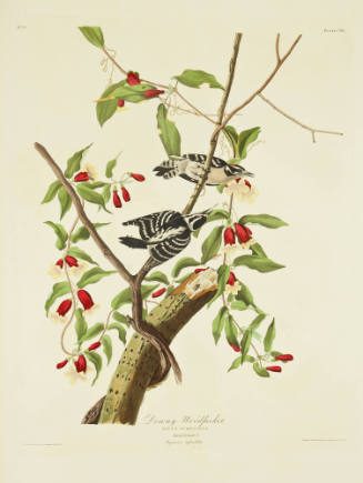 Downy Woodpecker
