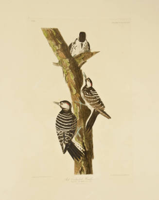 Red-Cockaded Woodpecker
