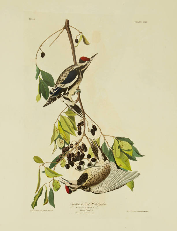 Yellow bellied Woodpecker