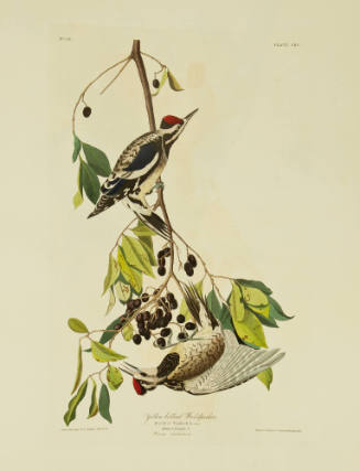 Yellow bellied Woodpecker