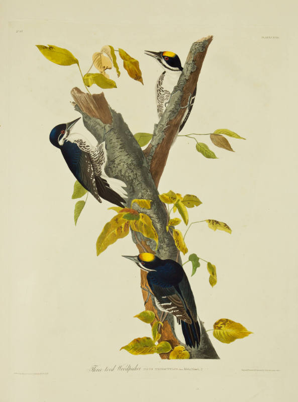 Three-toed Woodpecker