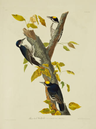 Three-toed Woodpecker