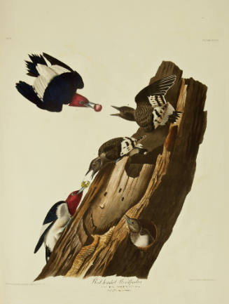 Red headed Woodpecker