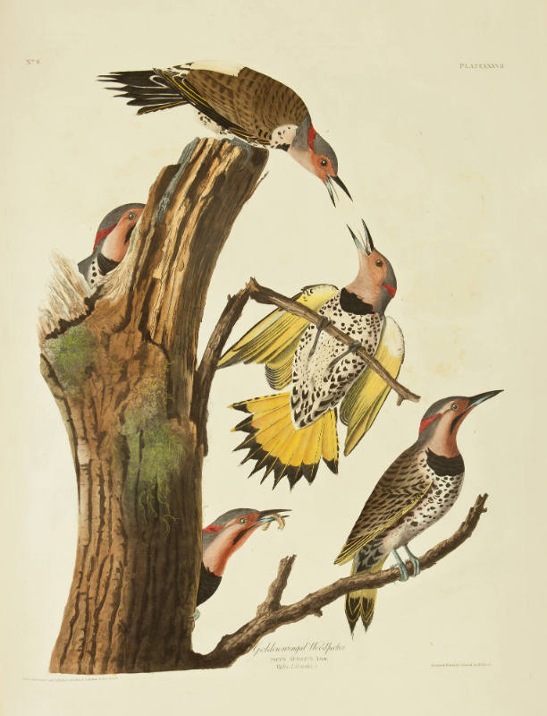 Golden-winged Woodpecker