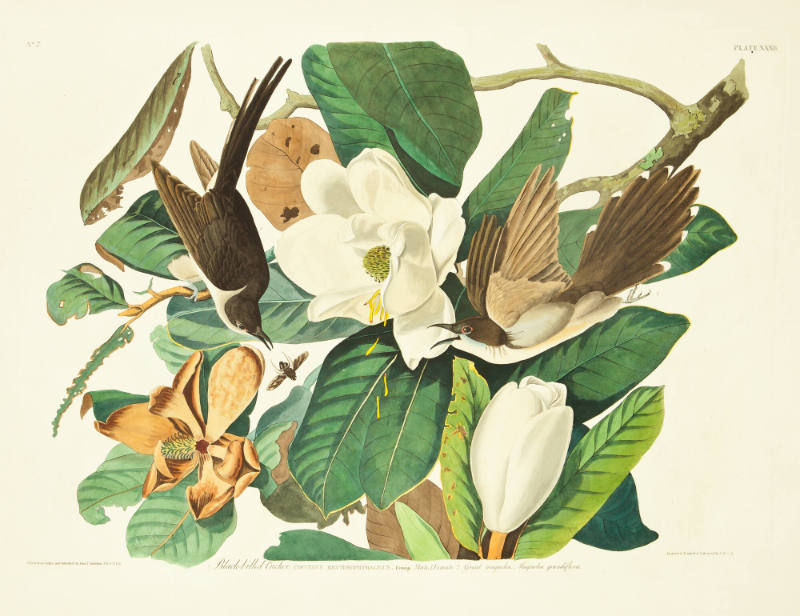 Black-billed Cuckoo