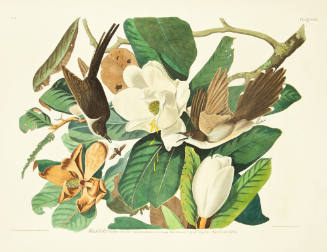 Black-billed Cuckoo