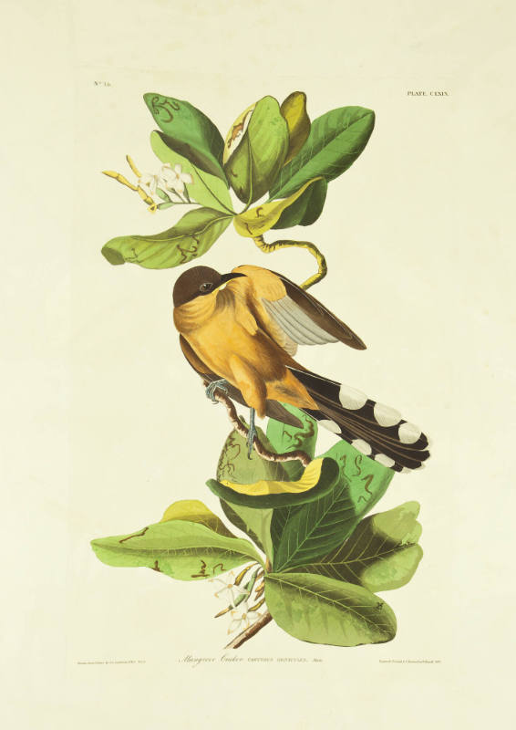Mangrove Cuckoo