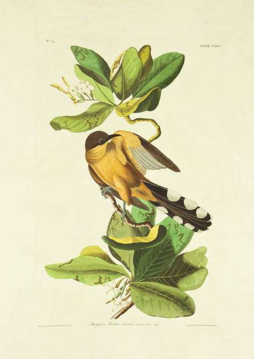 Mangrove Cuckoo