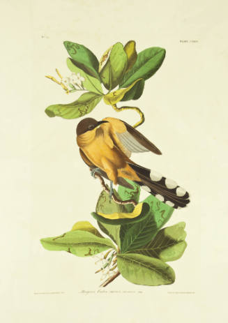 Mangrove Cuckoo
