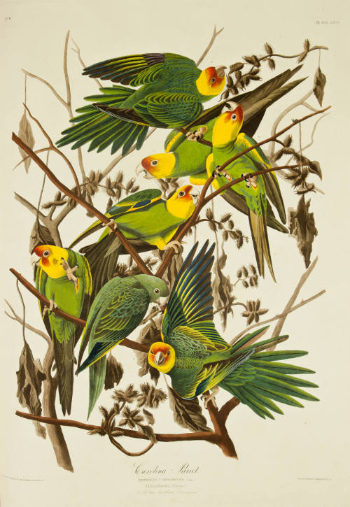 Carolina Parrot