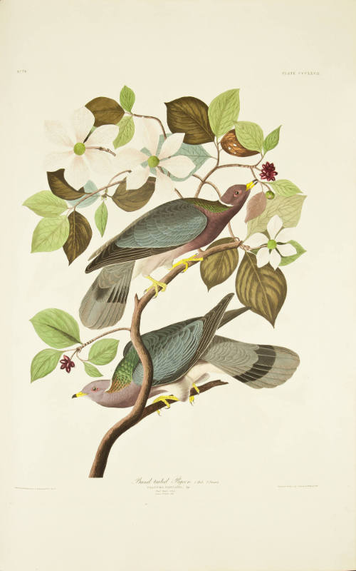 Band-tailed Pigeon