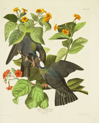 White Headed Pigeon