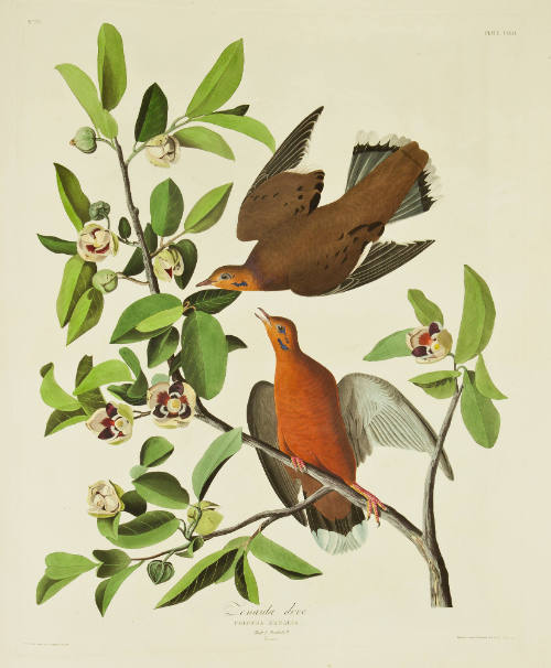 Zenaida dove