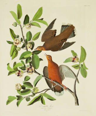 Zenaida dove
