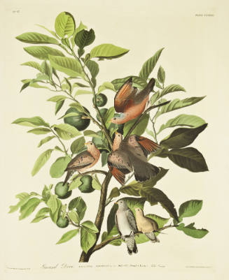 Ground Dove