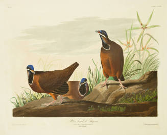 Blue-headed Pigeon